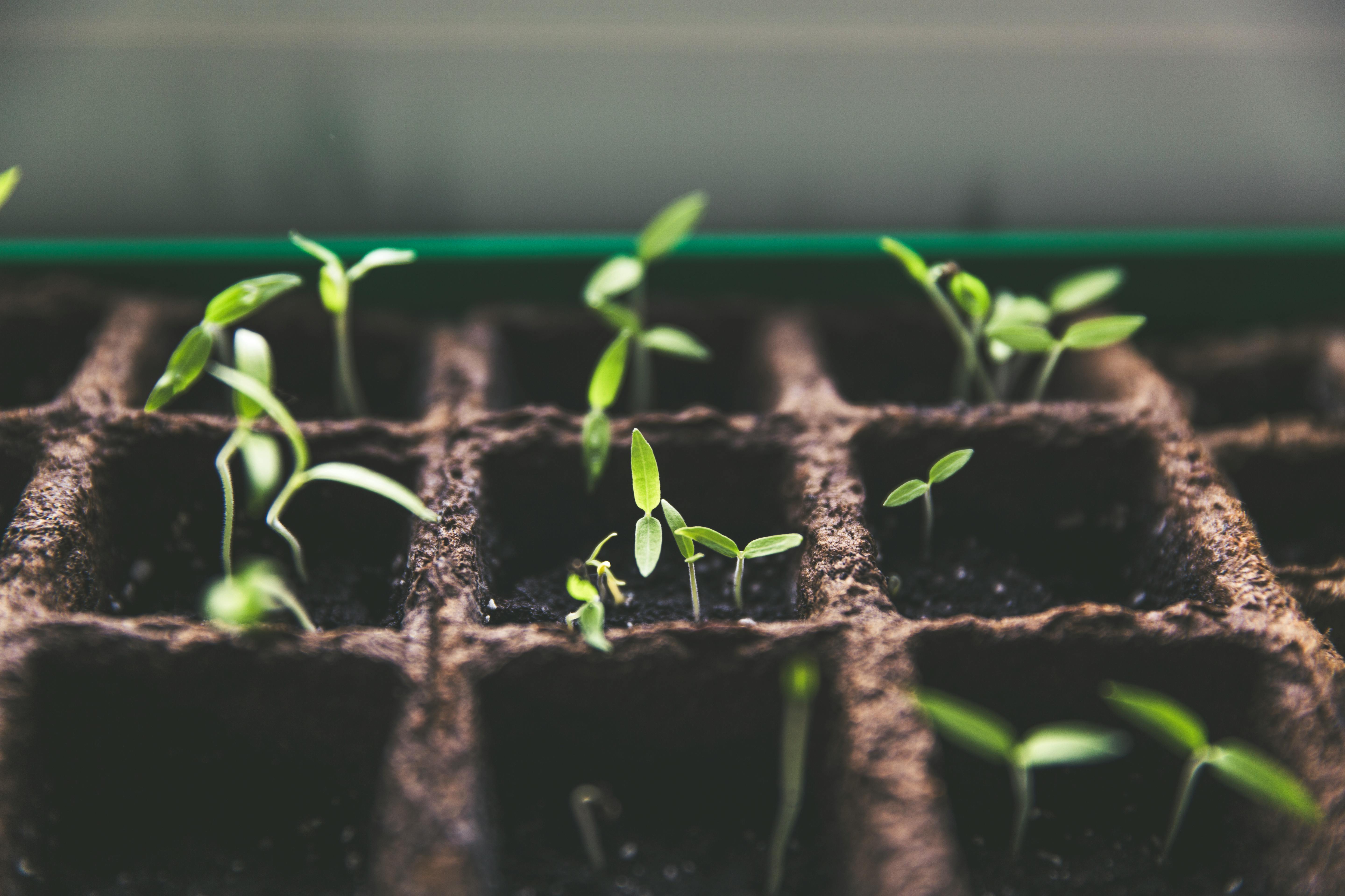 Pepper Seedlings